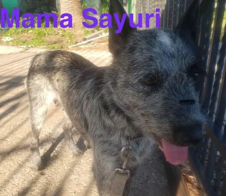 A young medium-sized female Brindle Australian Cattle Dog / Blue Heeler dog named Sayuri for adoption in Houston, TX