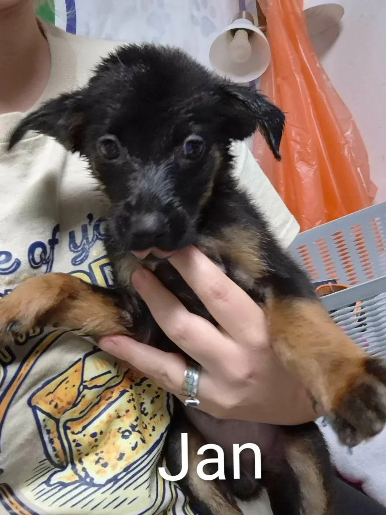 A baby medium-sized female Golden Retriever dog named Jan for adoption in Center, TX