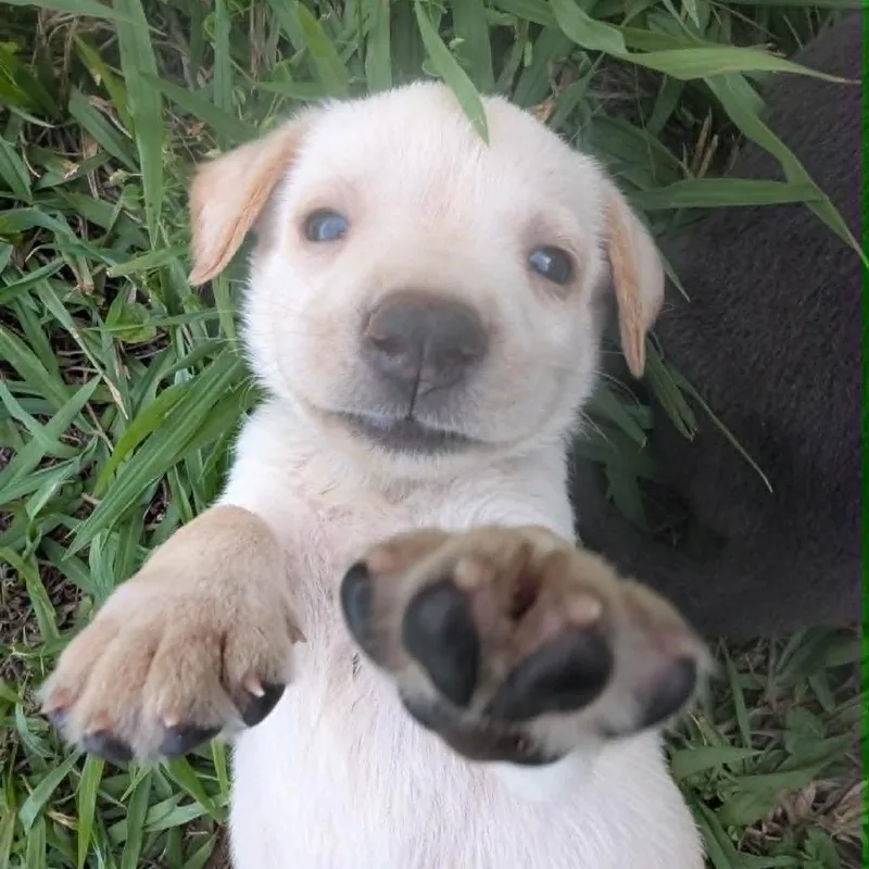 A baby small-sized male White / Cream Mixed Breed dog named Hiccup for adoption in Mebane, NC