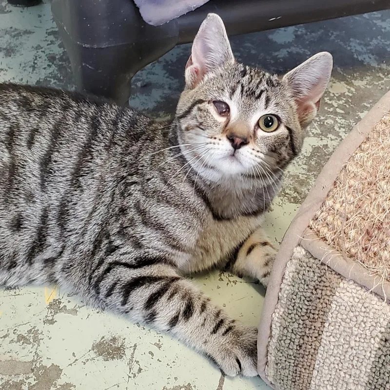 An adult large-sized female Brown / Chocolate Domestic Short Hair cat named River for adoption in Huntsville, AL