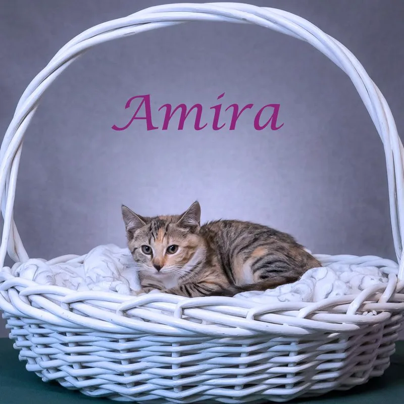 A baby small-sized female Torbie Domestic Short Hair cat named Amira C for adoption in Lebanon, TN