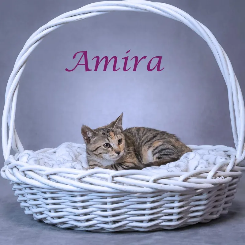 Amira C thumbnail 2