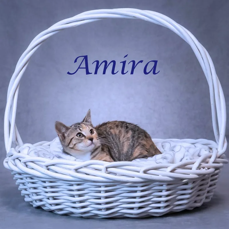Amira C thumbnail 3