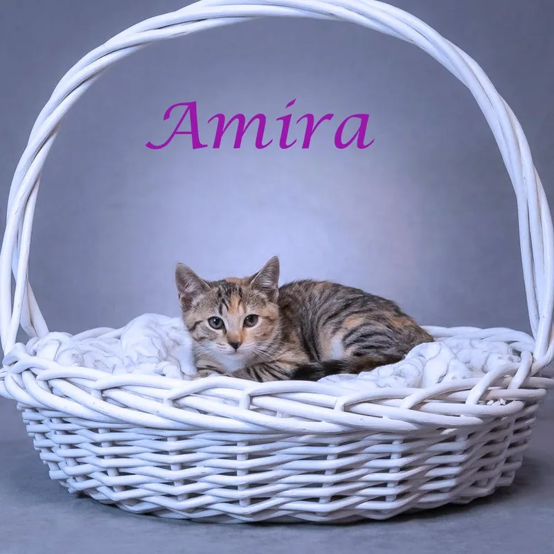 Amira C thumbnail 4