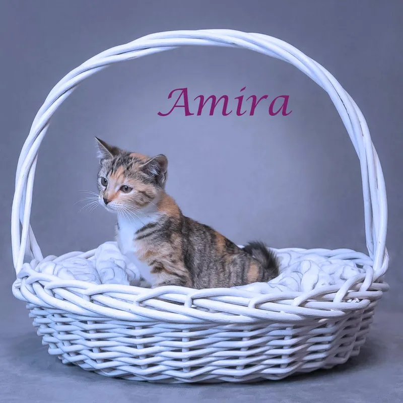 Amira C thumbnail 5