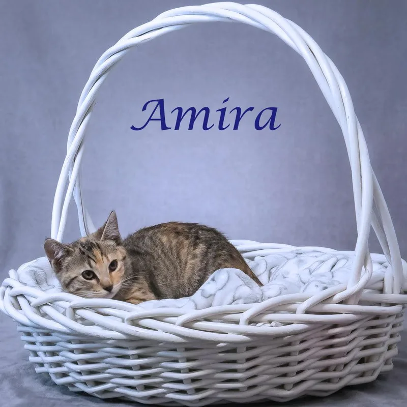 Amira C thumbnail 6