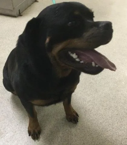 A young large-sized female Rottweiler dog named Rory for adoption in Riverside, CA