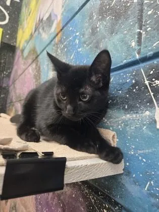 A baby small-sized male Domestic Short Hair cat named Ziggy for adoption in Savannah, GA