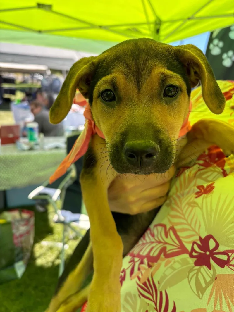 A baby medium-sized female Mixed Breed dog named Princess for adoption in Chino valley, AZ
