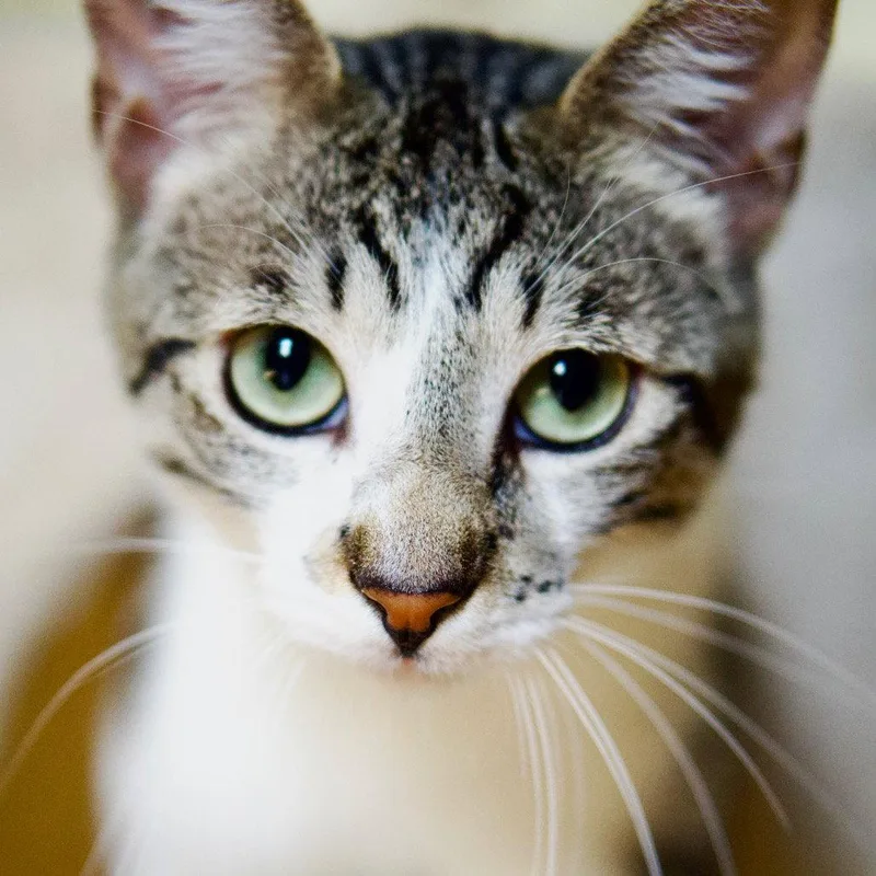 A young medium-sized male Domestic Short Hair cat named Mint for adoption in Escondido, CA