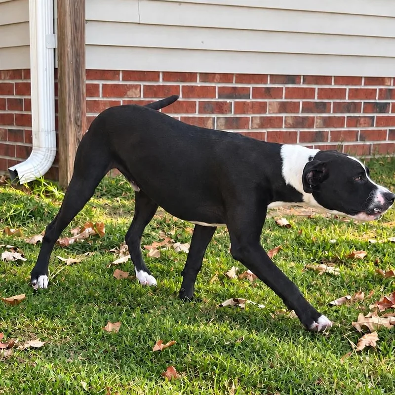 Otis thumbnail 2