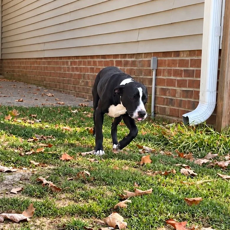 Otis thumbnail 3