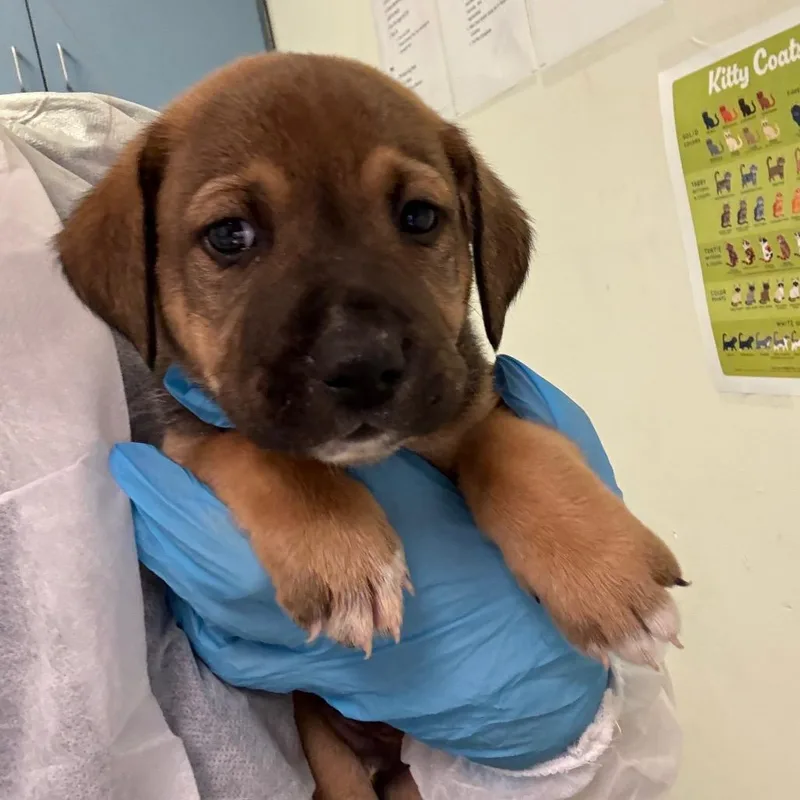 A baby small-sized male Yellow / Tan / Blond / Fawn Mixed Breed dog named Alex for adoption in Charleston, WV