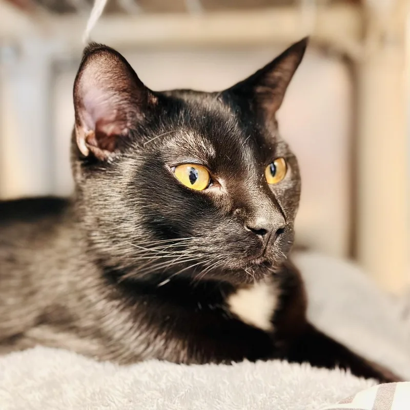 Midnight thumbnail 2