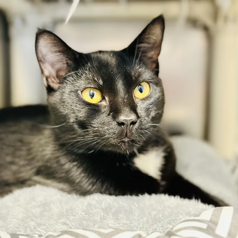 An adult medium-sized male Black Domestic Short Hair cat named Midnight for adoption in Manahawkin, NJ