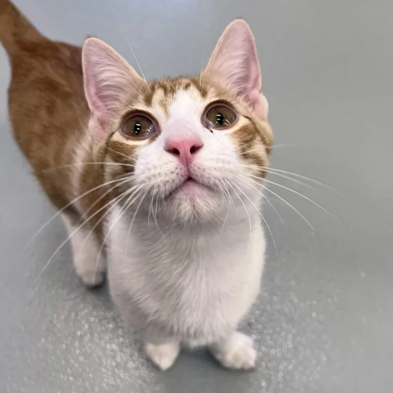 A young small-sized male Orange / Red Domestic Short Hair cat named Chip for adoption in Beaumont, TX