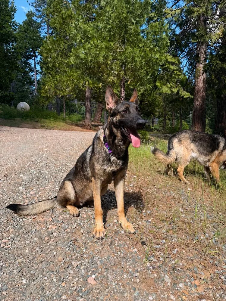 An adult large-sized female Tricolor (Brown, Black, & White) German Shepherd Dog dog named Mama Ari for adoption in Pleasant Hill, CA