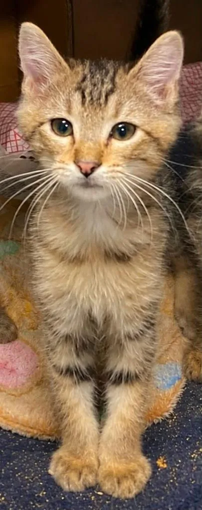 A baby small-sized male Domestic Short Hair cat named Levi for adoption in Columbia, TN