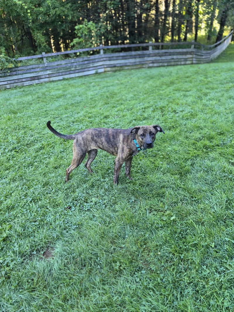 A young medium-sized female Brindle Hound dog named Autumn for adoption in Brookville, PA