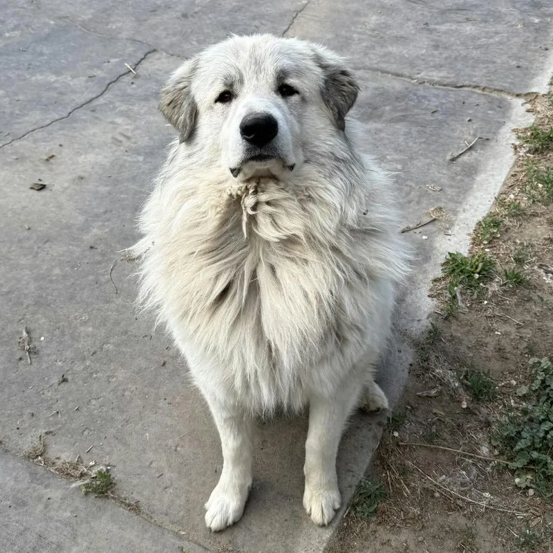 Koda