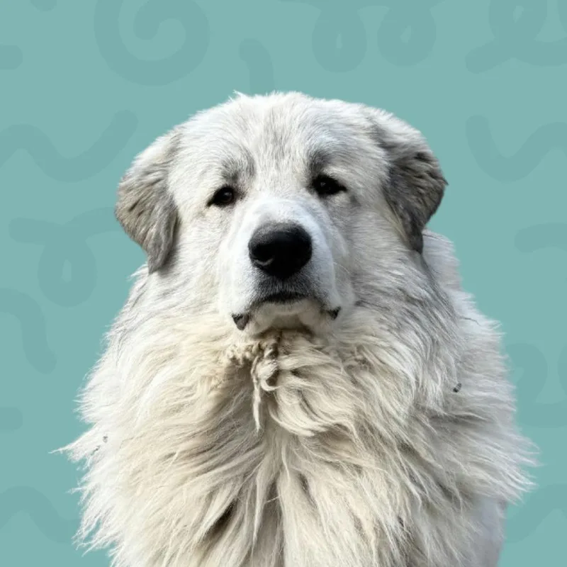 Koda thumbnail 2