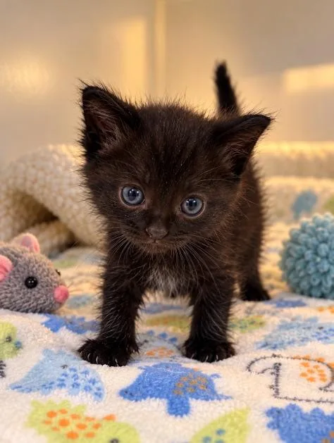 A young small-sized male Domestic Medium Hair cat named Felix for adoption in Lagrange, IN