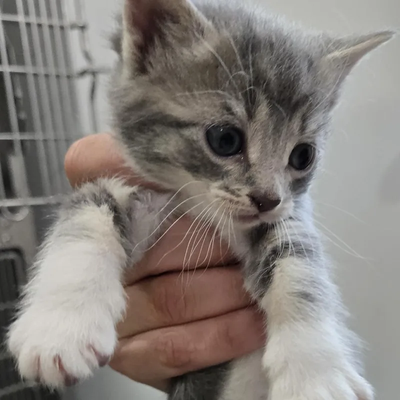 A young small-sized female Domestic Short Hair cat named Misty for adoption in Newark, NJ