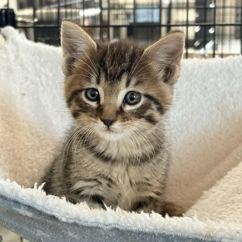 A young medium-sized female Tabby (Brown / Chocolate) Domestic Short Hair cat named Purrtato for adoption in Blackfoot, ID