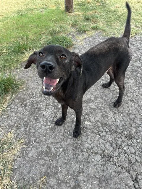 An adult large-sized male Labrador Retriever dog named Panther for adoption in Corpus Christi, TX