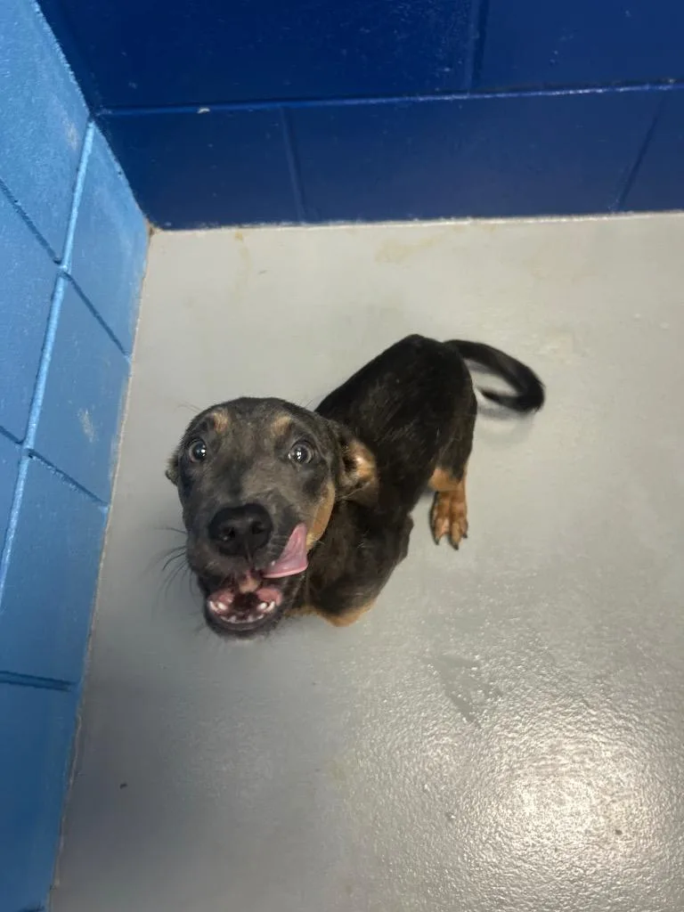 A baby medium-sized male Labrador Retriever dog named Root Beer for adoption in Hartsville, SC