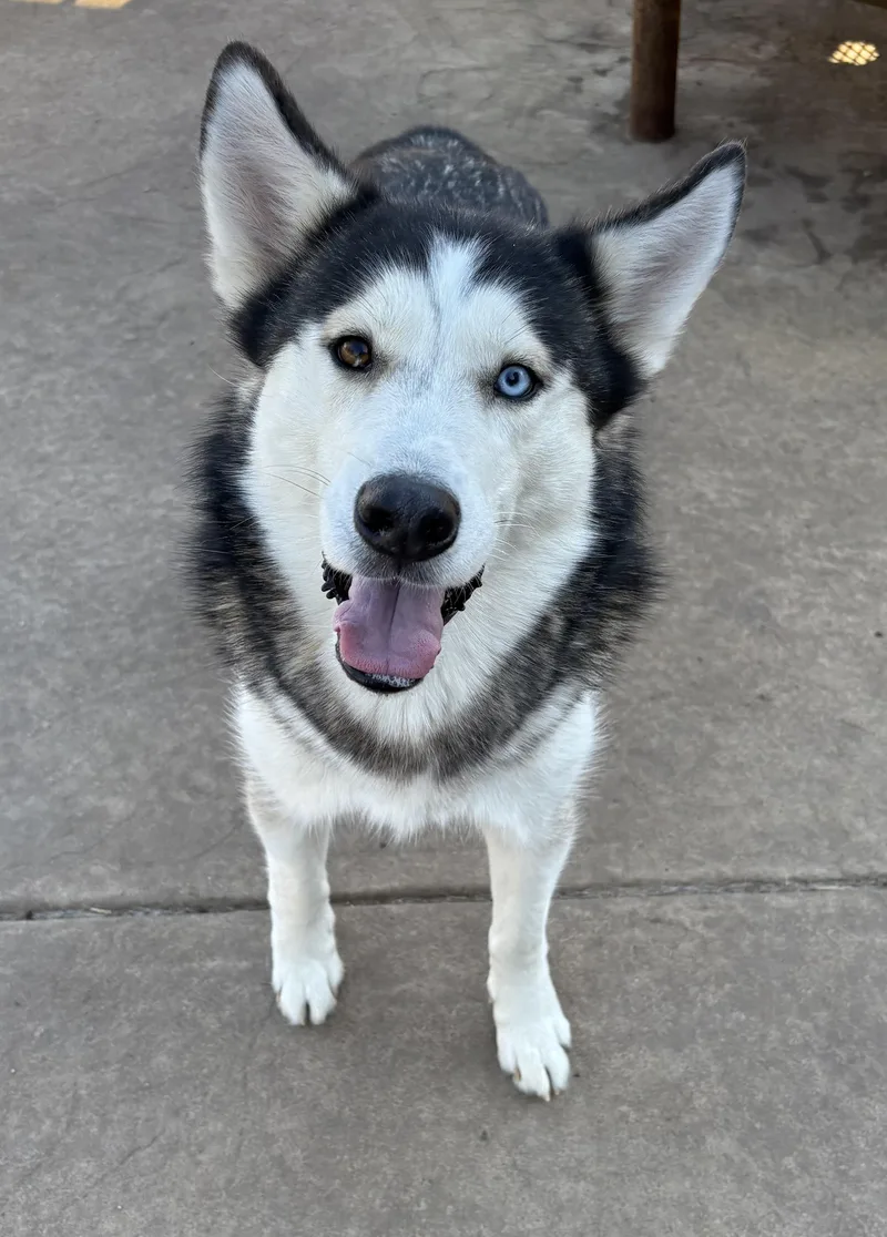 A young medium-sized male Husky dog named Journey for adoption in Lavon, TX