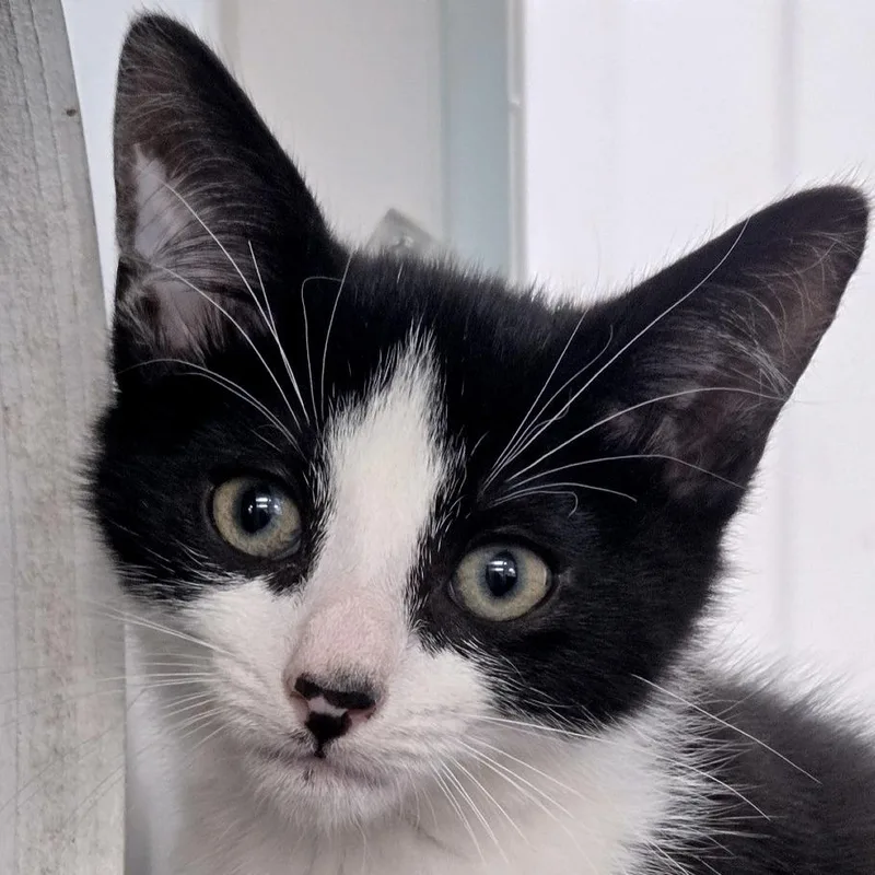 A baby small-sized male Domestic Short Hair cat named Snoopurr for adoption in Voorhees, NJ