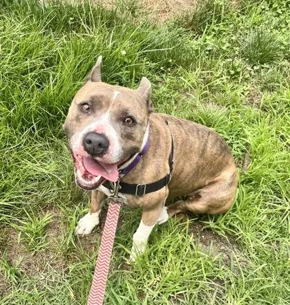 An adult medium-sized female Brindle Terrier dog named Luci for adoption in Annapolis, MD