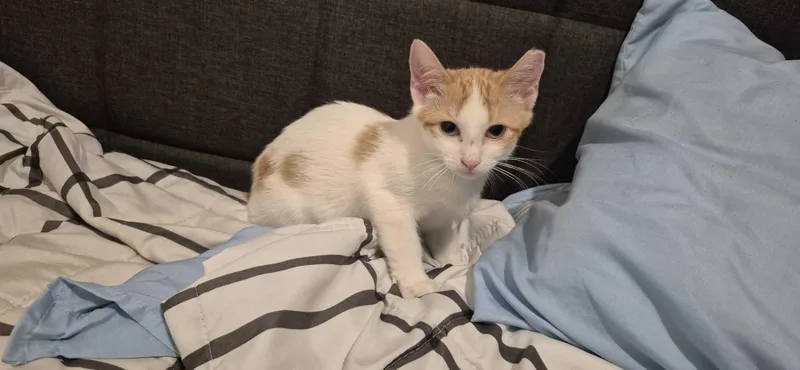 A baby small-sized male Orange & White Domestic Short Hair cat named Gabe for adoption in Weehawken, NJ