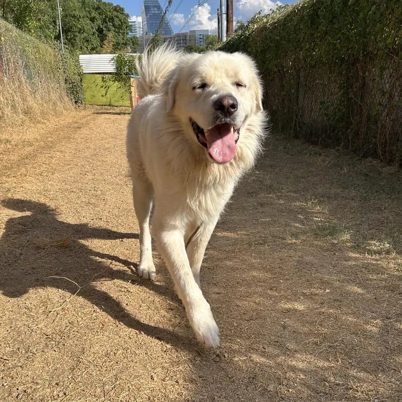 An adult extra large-sized male White / Cream Great Pyrenees dog named Dr Seuss for adoption in Austin, TX
