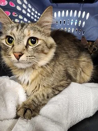 A young medium-sized female Domestic Medium Hair cat named Belle Star $ for adoption in Seneca, SC