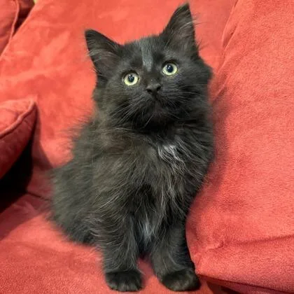 A baby small-sized female Domestic Short Hair cat named Zippy for adoption in Wheaton, IL