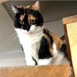 A senior medium-sized female Calico cat named Baby for adoption in Indiana, PA