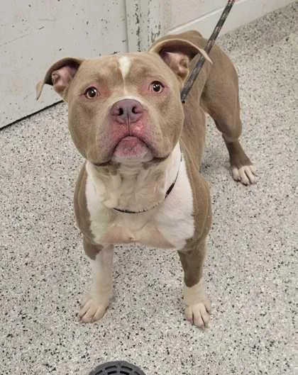 An adult large-sized male Yellow / Tan / Blond / Fawn Pit Bull Terrier dog named Valor for adoption in Kansas City, MO