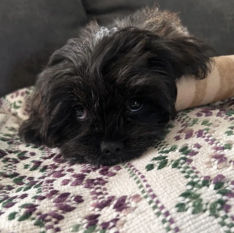 A baby small-sized female Lhasa Apso dog named Potato for adoption in Wheaton, IL
