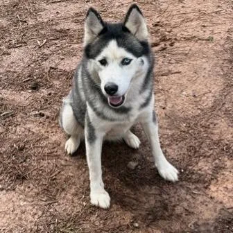 An adult medium-sized female Black Husky dog named Angel for adoption in Birmingham, AL