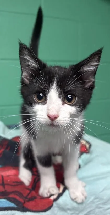 A baby small-sized male Domestic Short Hair cat named Draco Malfoy for adoption in Paducah, KY