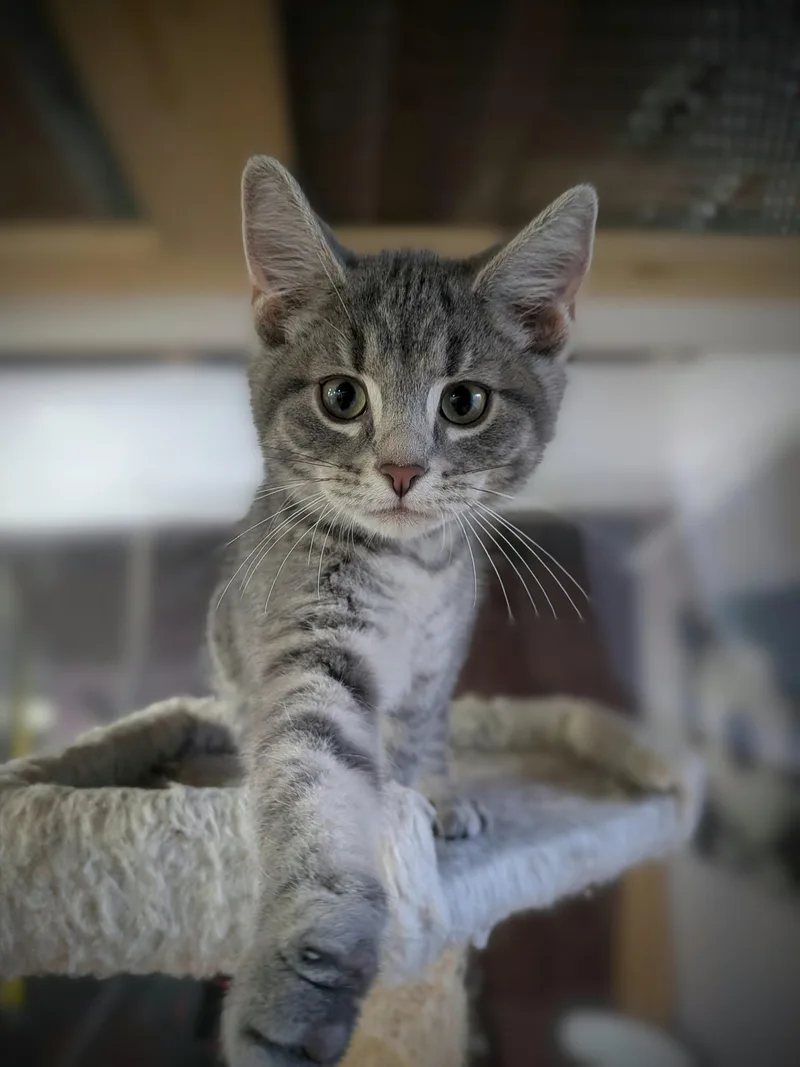 A young medium-sized female Domestic Short Hair cat named Izze for adoption in Plain City, OH