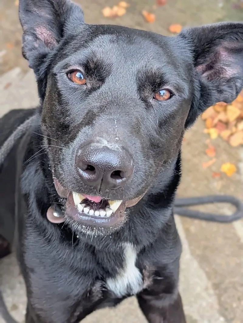 An adult medium-sized male German Shepherd Dog dog named Zucchini Bread for adoption in Chicago, IL