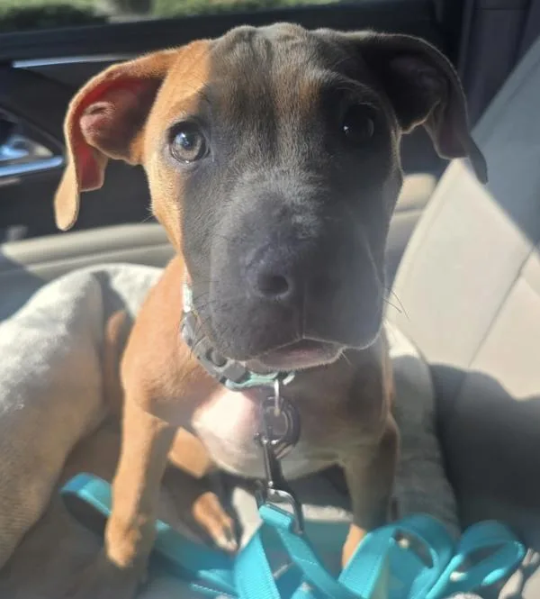 A baby small-sized female Pit Bull Terrier dog named Banana for adoption in Salisbury, MD