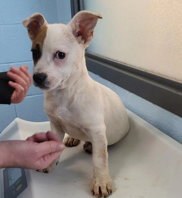 A baby small-sized male Chihuahua dog named Pen  Jonson for adoption in Lawrenceville, GA