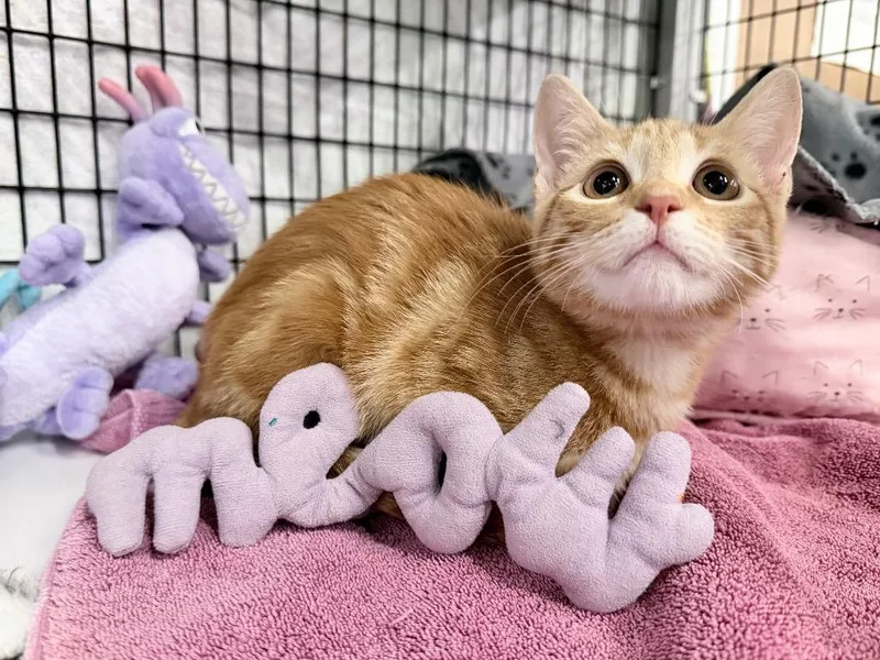 A baby medium-sized female Domestic Short Hair cat named Summyr for adoption in Raleigh, NC