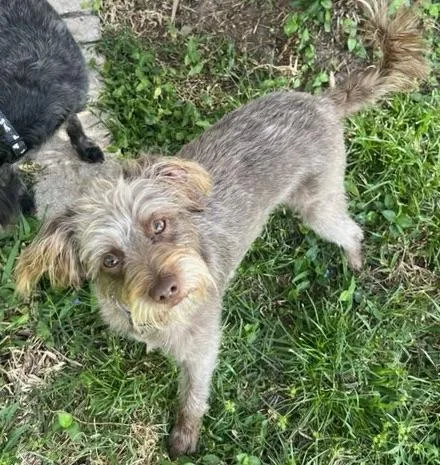 A young small-sized male Brown / Chocolate Schnauzer dog named Little Sun In My for adoption in Fort Myers Beach, FL