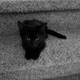 A baby small-sized male Black Domestic Short Hair cat named Smokey for adoption in Carmel, IN