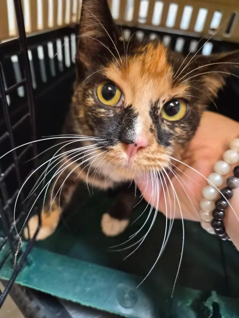 A young medium-sized female Domestic Short Hair cat named Team Player for adoption in Rome, GA
